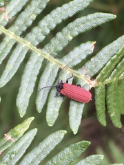 Pyropterus nigroruber