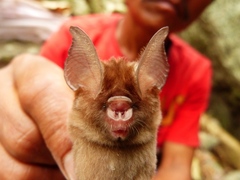 Hipposideros