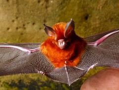 Hipposideros
