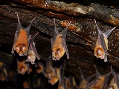 Hipposideros speoris