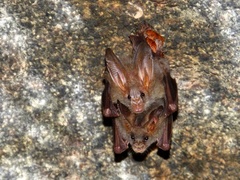 Megaderma spasma