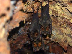 Megaderma spasma