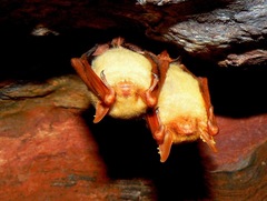 Myotis formosus