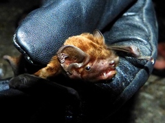 Nyctalus noctula