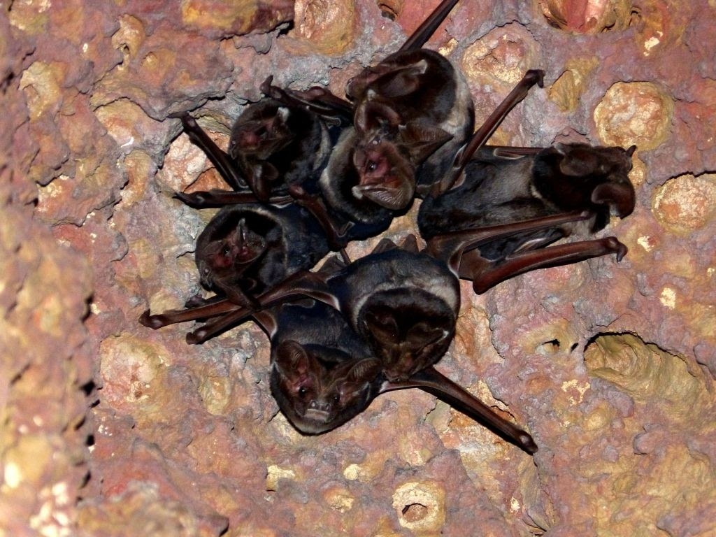 Wroughton's Giant Mastiff Bat