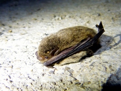 Pipistrellus tenuis