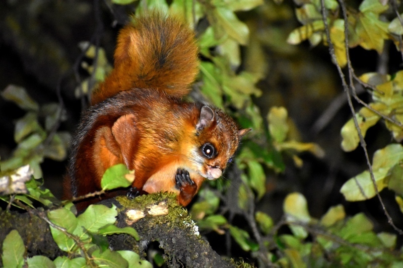 White-bellied Giant Flying Squirrel