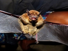 Pipistrellus javanicus