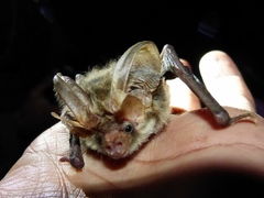 Plecotus wardi