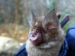 Rhinolophus lepidus
