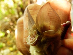 Rhinolophus macrotis