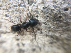 Camponotus aethiops