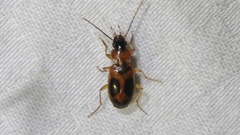 Badister neopulchellus