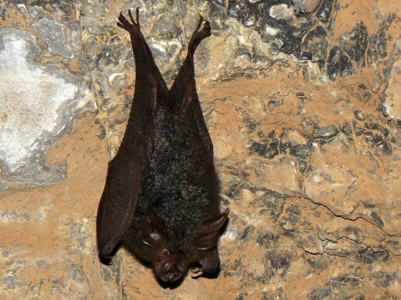 Bedomme's Horseshoe Bat