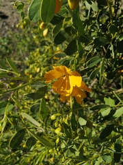 Senna cumingii