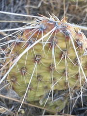 Opuntia polyacantha polyacantha