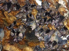 Rousettus leschenaultii