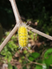 Lophocampa annulosa