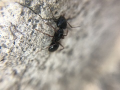Camponotus aethiops
