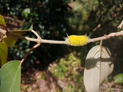 Lophocampa annulosa