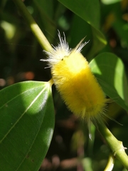 Lophocampa annulosa