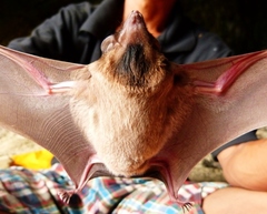 Taphozous melanopogon