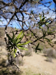 Cordia decandra