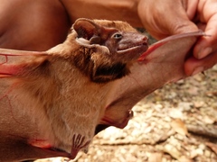 Taphozous melanopogon