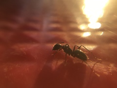 Camponotus aethiops