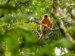 Trachypithecus pileatus