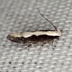 Agnippe prunifoliella