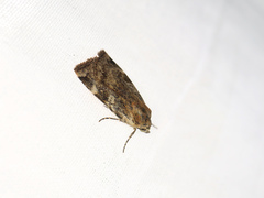 Cryptocala chardinyi