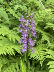 Platanthera shriveri
