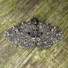 Metalectra tantillus