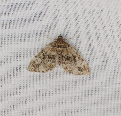 Perizoma taeniata
