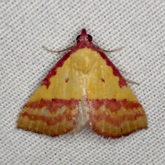 Phytometra rhodarialis