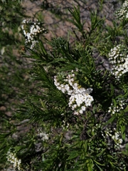 Heliotropium stenophyllum