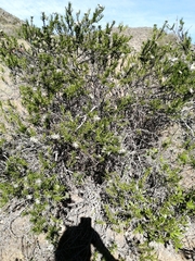 Heliotropium stenophyllum