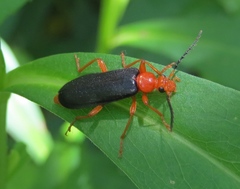 Neopyrochroa flabellata