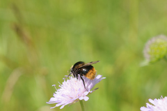 Volucella bombylans