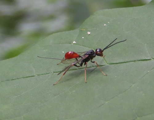 Aulacidae