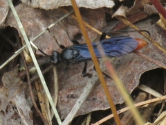 Protichneumon grandis