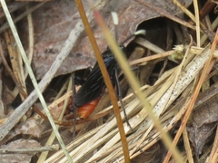 Protichneumon grandis