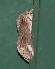 Rifargia subrotata
