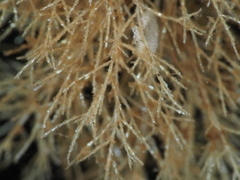 Eucratea loricata