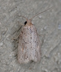 Catabenoides
