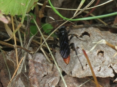 Protichneumon grandis