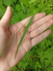 Beckmannia eruciformis