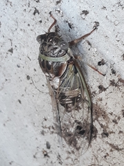 Diceroprocta viridifascia