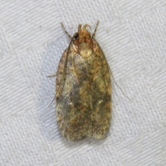Agonopterix robiniella